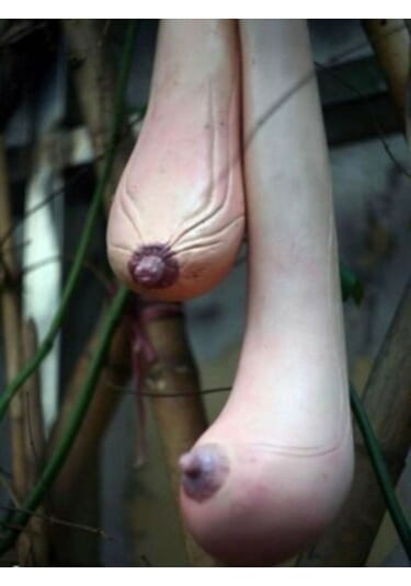 30 Adet Tohum Nadir Vietnam Asya Kadın Göğsü Süs Su Kabağı Tohumu