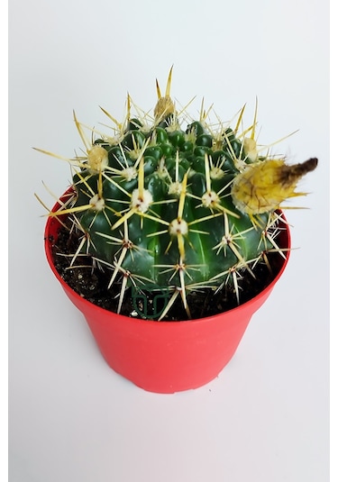 Notocactus Submammulosus Büyük Boy Kaktüs Sarı Çiçek Açan Canlı