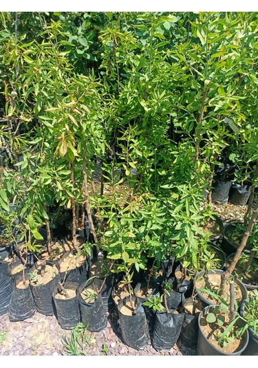 Yeşil Deniz Fidancılık Tüplü Badem Fidanı 50-100 Cm