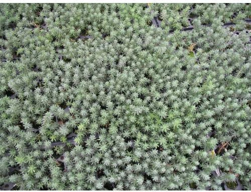 Mezar - Kabir Sedum Bitki Seti - 90 Adet 2 Çeşit Kurakçıl Bitki