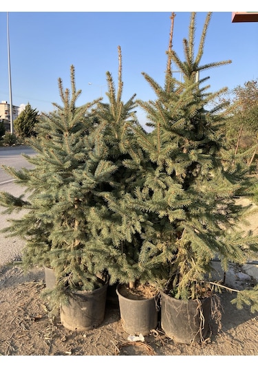 Mavi Ladin (Yılbaşı Çamı) Fidanı 160-200 CM