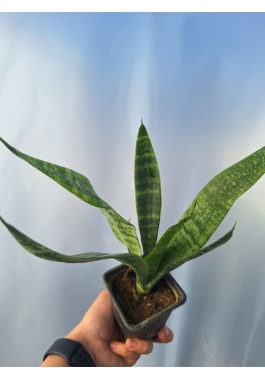 Videolu Kılıç Çiçeği 20 30 Cm 1 Adet Saksılı İç Mekan Bitkisi Gladiolus