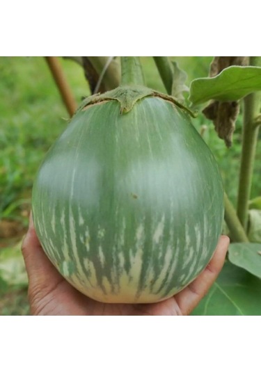 Giant Thai Dev Yeşil Patlıcan Tohumu 15 Tohum