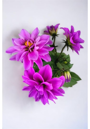 Yıldız Çiçeği Dahlia Mor