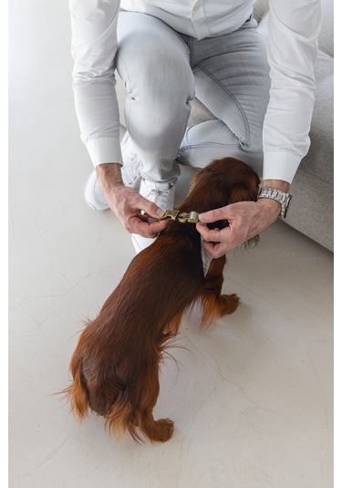 Beeztees Dbl Köpek Göğüs Tasması, Velur, Gri, Xxs, 15mm X 36cm Gri