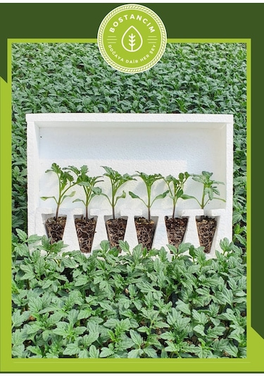 Cherry Domates Fidesi 6'lı Ambalaj