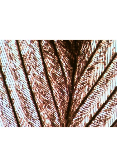 Levenhuk N10 NG Hazırlanmış Slayt Seti