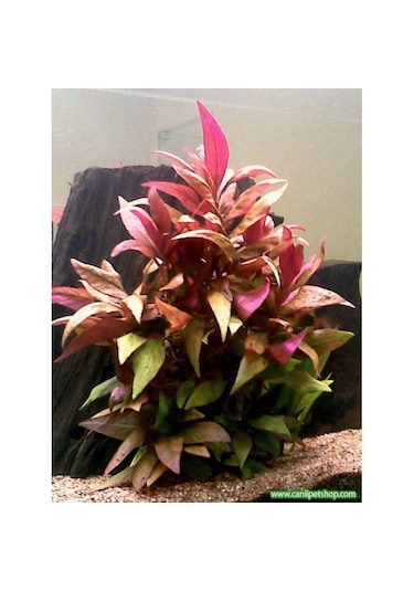Alternanthera Reineckii 10 Adet