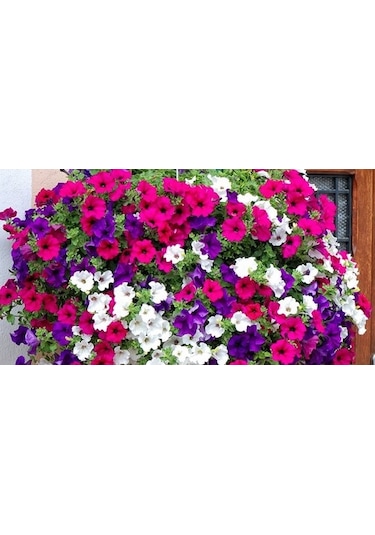 Karışık Petunya Çiçeği Tohumu 10+ Tohum N117141