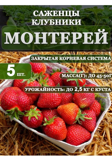 Montery Çilek Fidanı Fidesi 5 Ad