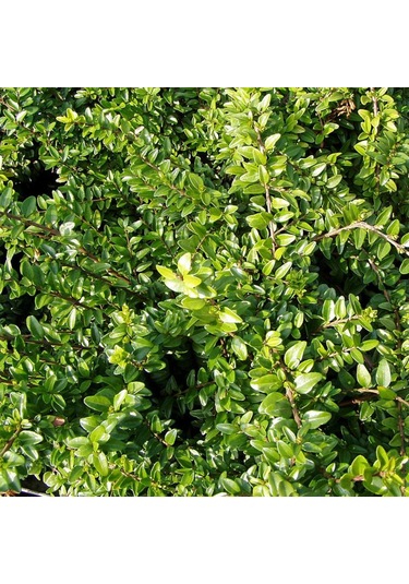 Bodur Hanımeli Lonicera Nitida Fidanı Bodur Çit Bitkisi 1-2 Yaş