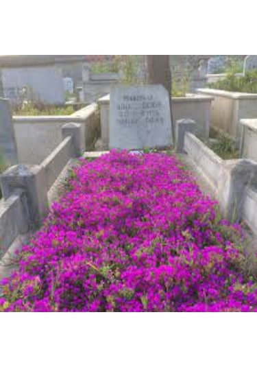 100 Adet Tohum Nadir Organik Astrix Astiriks Astriks Mezar Çiçeği