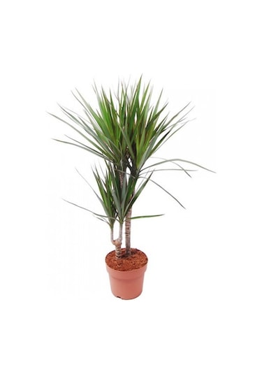 Dracena - Marginata Çiçeği  İki Dallı  50x70 Cm 1741