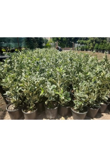 Taflan Brvo 30-50 Cm