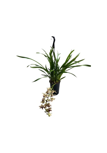 Cymbidium Cascade 'devon Splas' Simbidyum Orkide