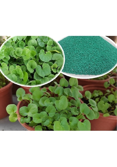 250 GR Fare Kulağı Çim Tohumu Dichondra Repens Kundura Çimi