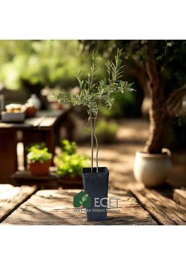 Organik Arbequina Zeytin Fidanı