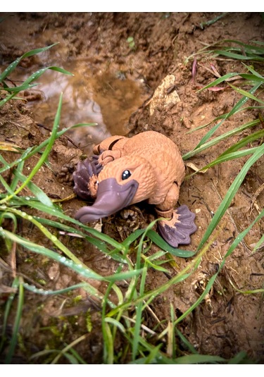 Ornitorenk Oyuncak 3d Hareketli Organik Vip Model- Büyük Boy
