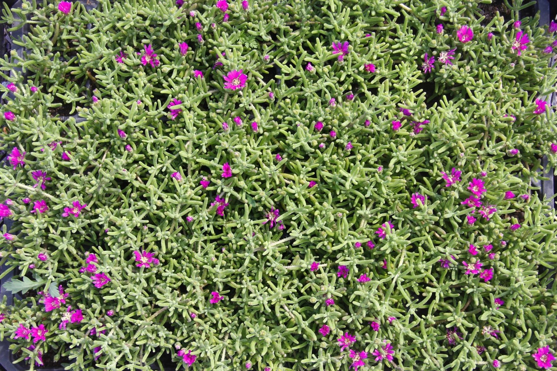 Mezar - Kabir Bitki Seti - 60 Adet 2 Çeşit Kalıcı Bitki Acem Hal