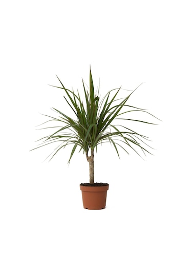 Bitkim Dracena Marginata Bitkisi - Madagaskar Dragon Ağacı 50-60 CM
