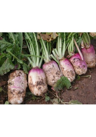 Eko Paket Şalgam Turpu Tohumu Turp Tohumu 150 Adet Tohum