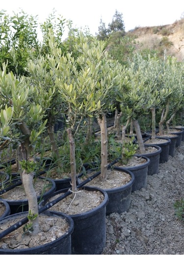 Saksıda Yarı Bodur 7-10 Kutur Gemlik Zeytin Fidanı 4-5 Yaş  50-70