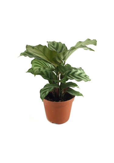 Calathea Concinna 'Freddie' (Dua Çiçeği) Ø5,5 CM Y10-15 CM