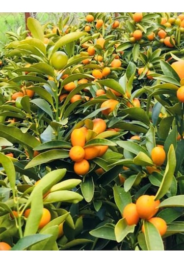 Saksılı Bodur Kumkat ( Kamkat ) Fidanı