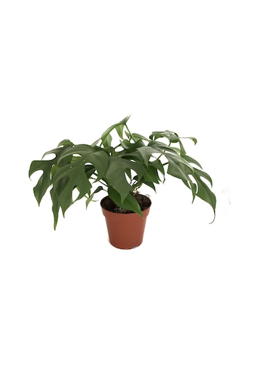 Monstera Minima (Deve Tabanı) Ø12 CM Y25-30 CM