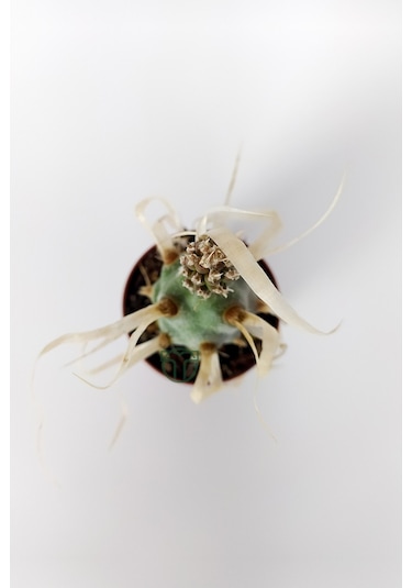Tephrocactus Articulatus var. Papiracantus Kağıt Omurga Kaktüsü