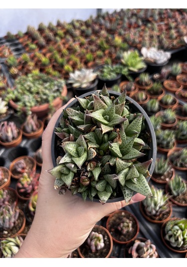 Haworthia Venosa Tessellata Sukulent 1 Adet