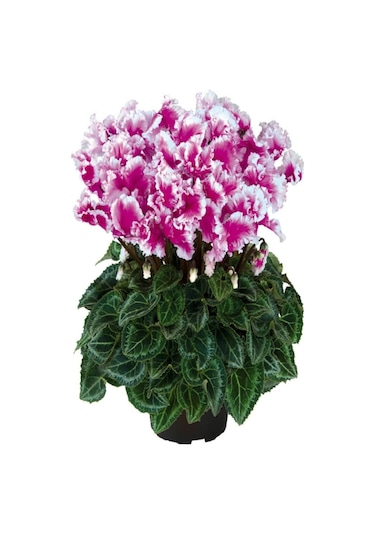 Beyaz Fuşya Çift Sıklamen Soganı 2 Adet