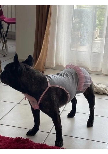 Best Golden Monkey Köpekler İçin Slip Slip-kombinezon 42867033