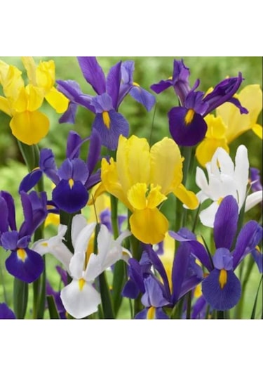Karışık Renkli Iris Mix (Süsen) Soğanı 10 Adet - ADAFDN0035