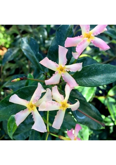 Pembe Çiçekli Yasemin Çiçeği Pink Showers Fidanı Tüplü 1-2 Yaş