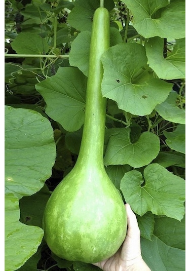 15 Adet Tohum Organik Hobi Bahçe Süs Kabağı Tohumu Balkon Hobi Süs Su Kabak Tohumu Hediye Tohumlu