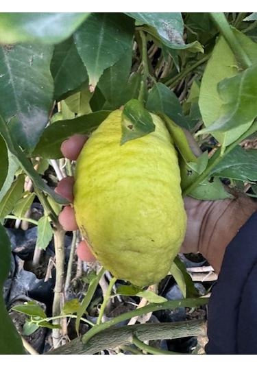 Tüplü 4 Yaş Bergamot Limon Cıtrus Bergamia Fidanı Boy 150-200cm