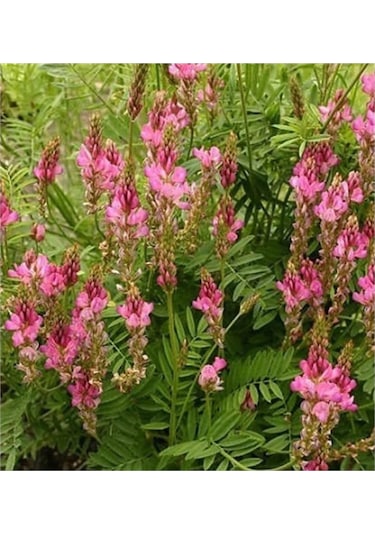 Korunga Tohumu Arı Otu Tohumu 1 Kg