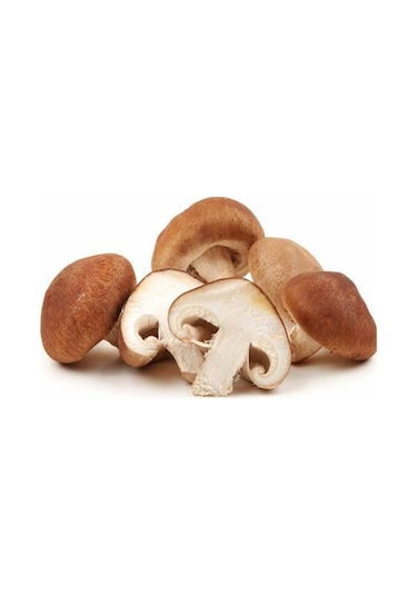 100 Gram Shiitake Mantar Tohumu Miseli