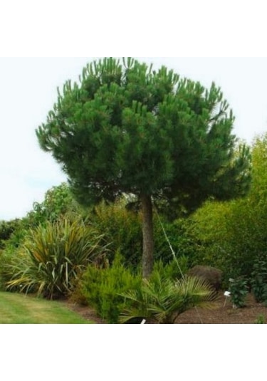 Fıstık Çamı [20*40]cm boylarında tüplü