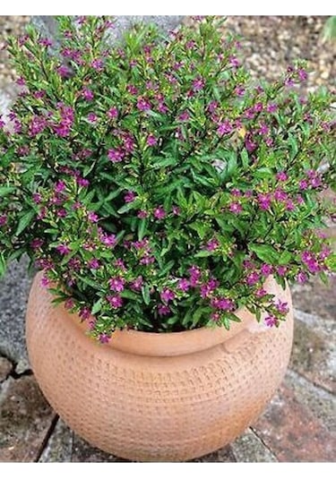 Kufeya Cennet Çiçeği Mor - Cuphea Hyssopifolia 20-30cm İç Mekan Bitkileri