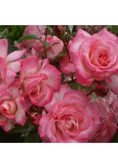 Tüplü Kokulu Yediveren Laguna Koyu Pembe Sarmaşık Gül Fidanı