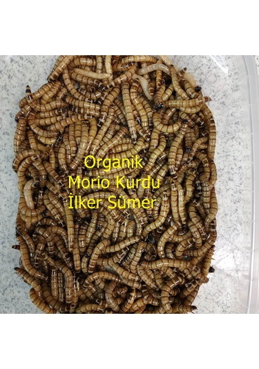 Morio Kurdu Yem 50  Adet