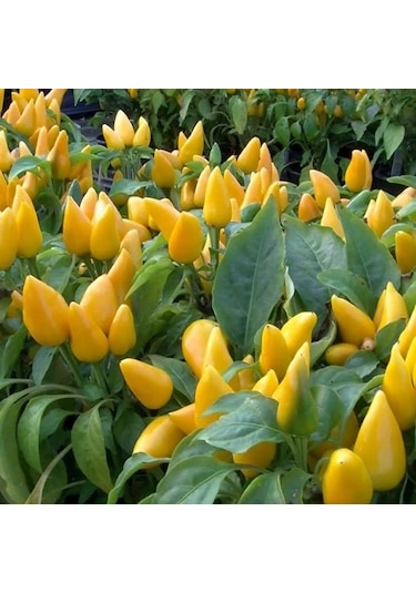 Doğal Geleneksel Angels Yellow Turşuluk Sarı Acı Biber Tohumu 10 Tohum