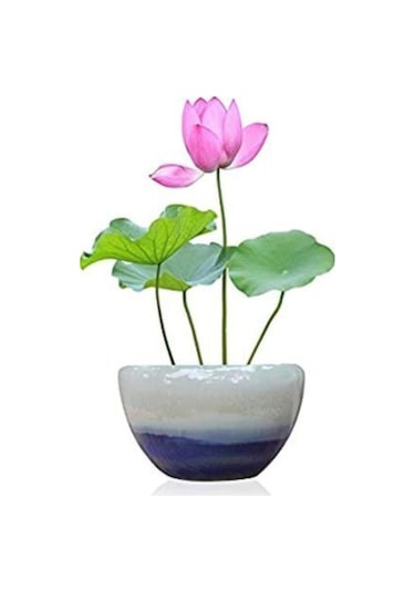 Nadir Ithal Lotus Tohumu 2 Tohum Lotus Çiçeği Tohumu Nilüfer Tohumu Su Zambağı Tohumu Zambak Tohumu