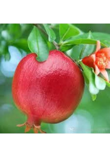 10 Adet Tohum Nar Ağacı Tohumu Kırmızı Nar Ağacı Tohumu Saksı Toprak Sürpriz Hediye Tohumludur..