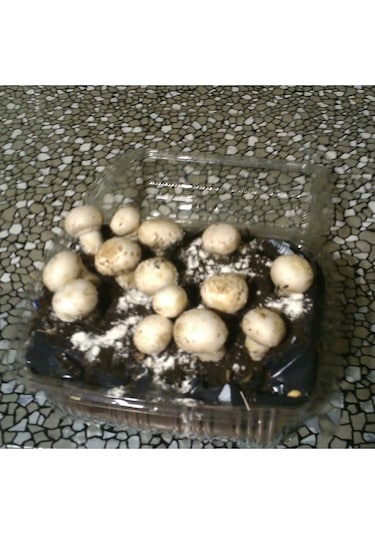 Kültür Mantarı Deneme Kiti Kompostu 2 Adet