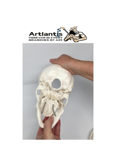 İnsan Kafatası Anatomisi Modeli 1 Adet Kafatası Maketi Gerçek Boyut Anatomik Modeli Deney Bilim Tıbbi Model Cranium