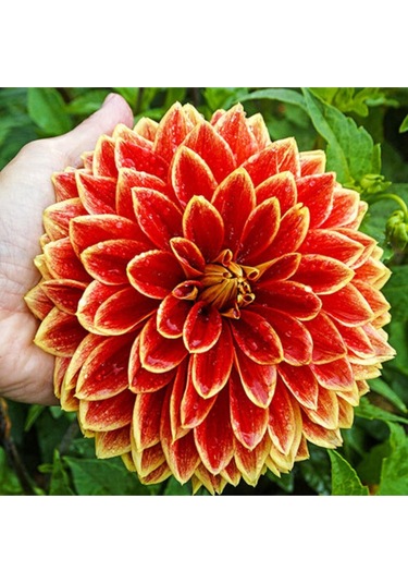 10 Adet Karışık Dahlia Çicek Tohumu 10 Adet Hediye Karışık Renk Gül Tohumu