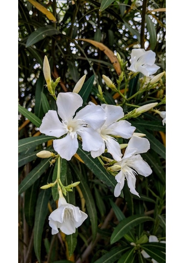 "beyaz Çiçekli Kokulu Arap Yasemini Fidanı - 1-2 Yaş Tüplü